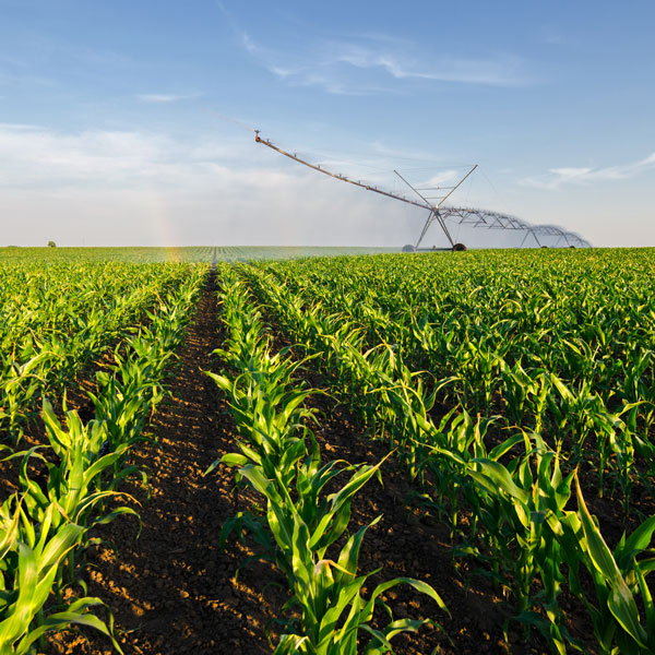 田里的庄稼正在灌溉